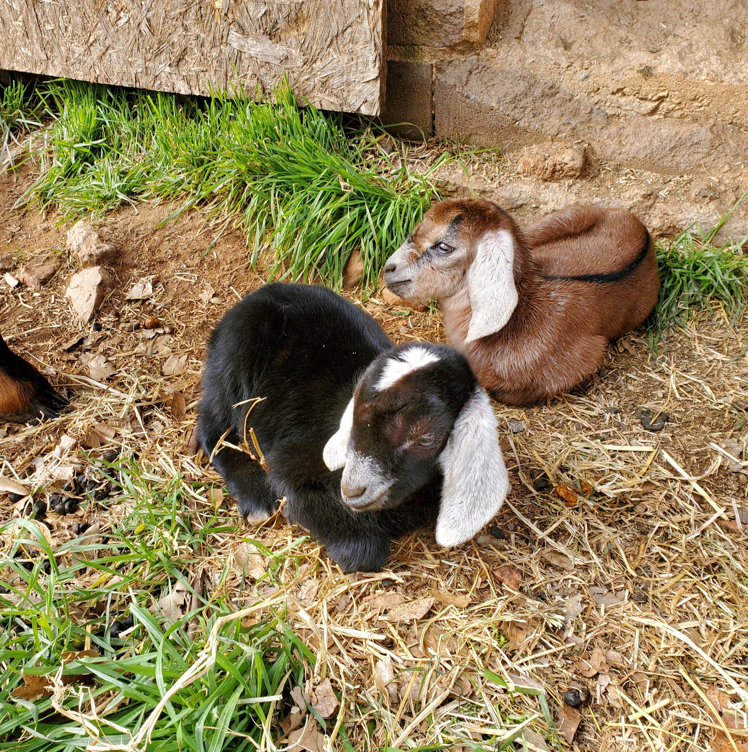Livestock