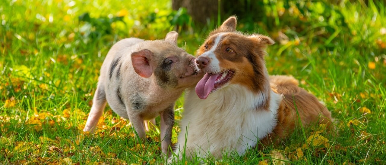 pig and dog 