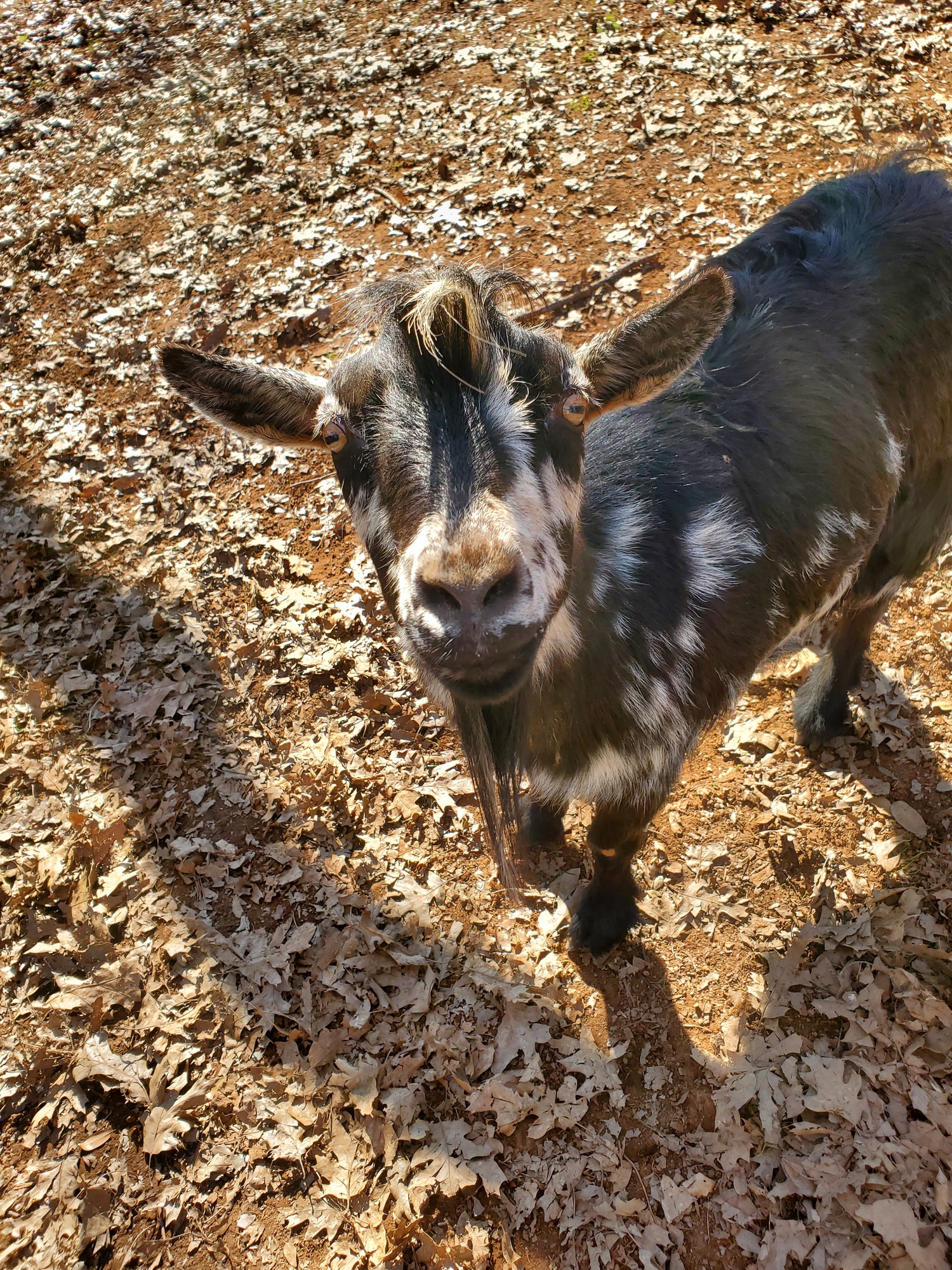 Livestock