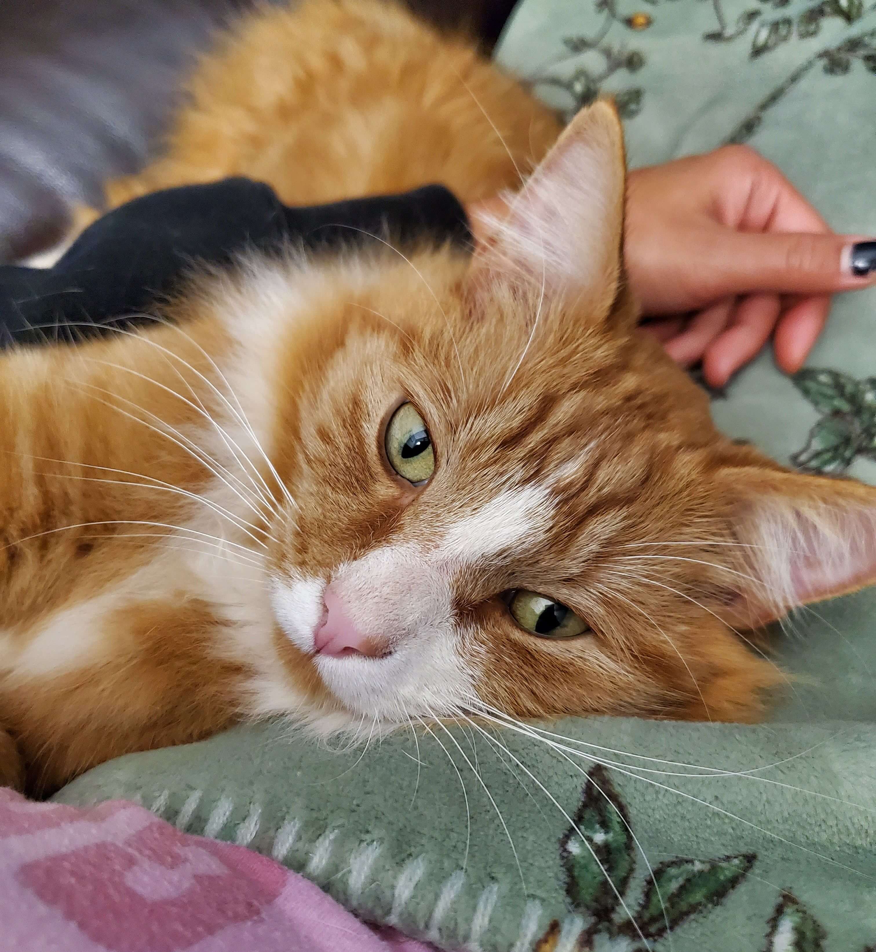 Cat Services in Placerville