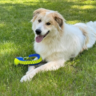 Dog Services in Placerville