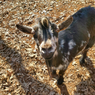 Livestock Services in Placerville