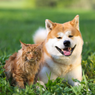 Pet Dental Care in Placerville