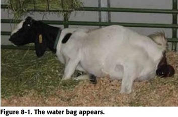 Kidding in goats 1