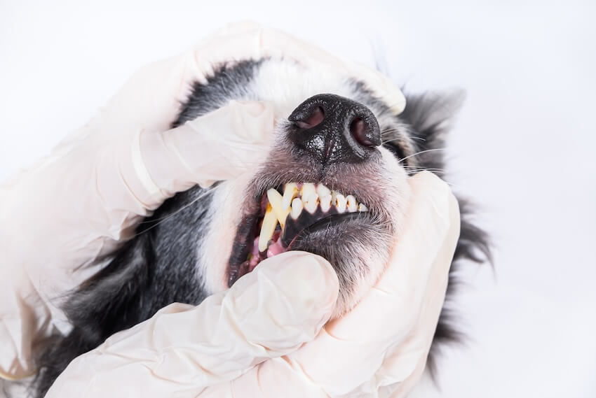 Sierra Animal Hospital Placerville, CA pet dentistry