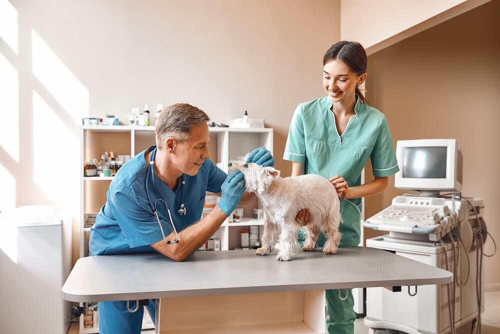 Sierra Animal Hospital Placerville, CA pet safety
