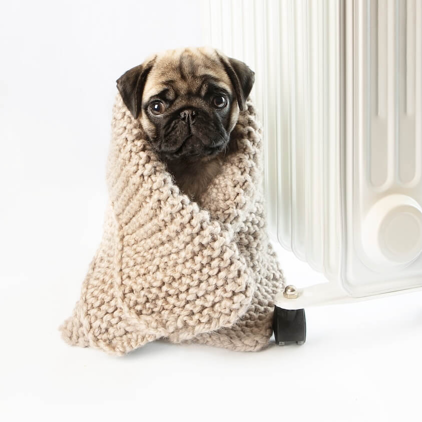 Sierra Animal Hospital Placerville, CA pet safety with kids Placerville, CA pet seasonal care