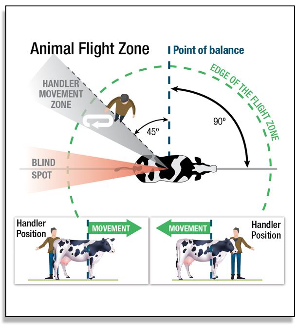 animal flight zone