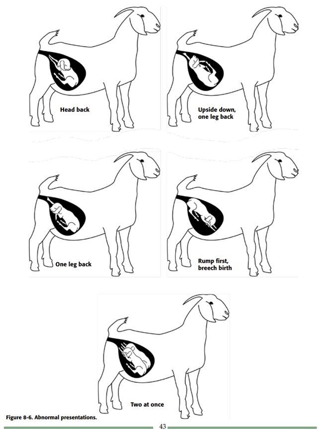 Goat birthing process