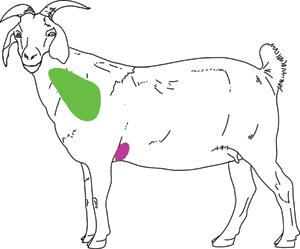 good injection site for goats