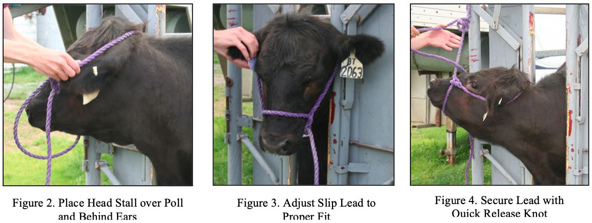 images for laso rope for herding