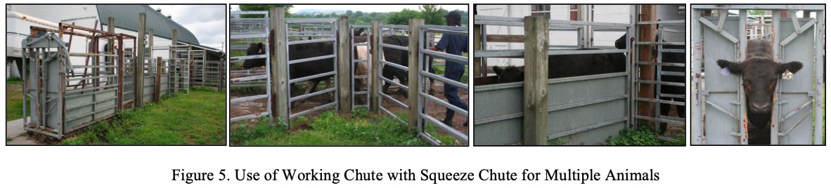 Images of chutes 
