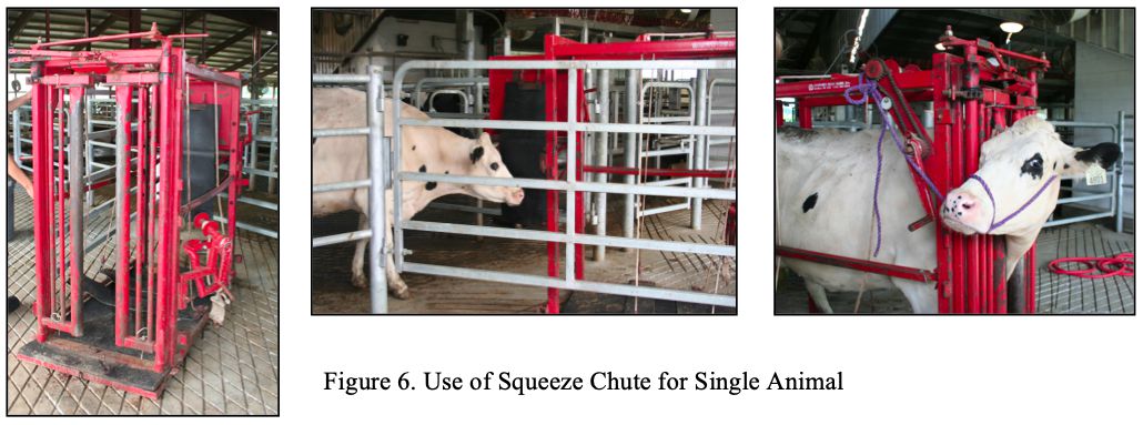 images of chutes for single animal 