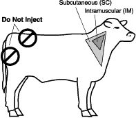 Cattle injection site