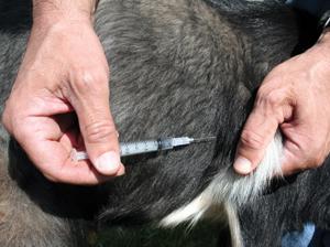 injection site