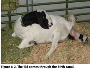kidding in goats 2