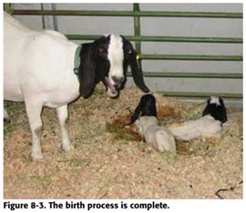 kidding in goats 3