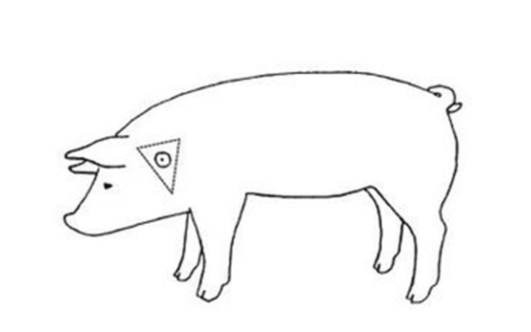 pig injection site 