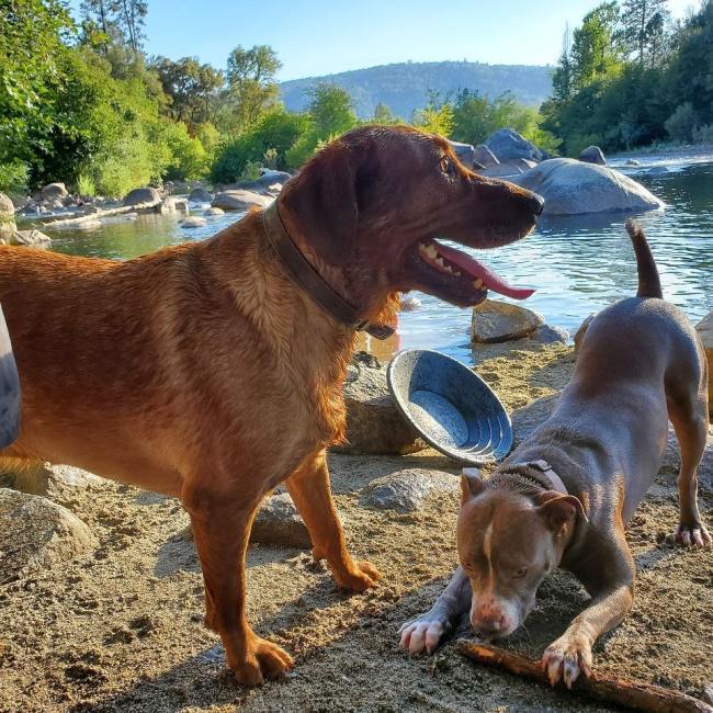 Animal Hospital in Placerville CA 2