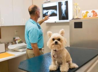 What to Expect When Your Pet Needs an X-Ray